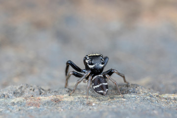 Omodeus sp. a tiny black and white striped ant-eating jumping spider