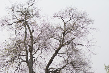 tree in winter