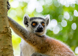 The clever ring-tailed lemur in a wildlife park
