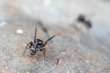 Pair of mating Omodeus sp., dancing. A tiny black and white striped ant-eating jumping spider.