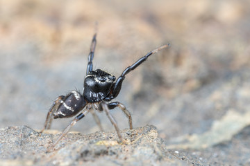 Omodeus sp. a tiny black and white striped ant-eating jumping spider