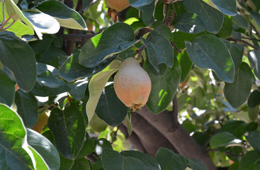 raw quince in the garden