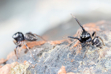 Pair of mating Omodeus sp., dancing. A tiny black and white striped ant-eating jumping spider.