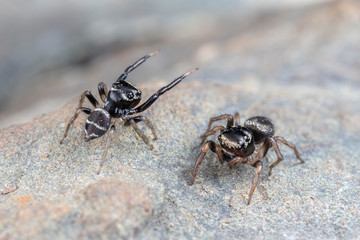 Pair of mating Omodeus sp., dancing. A tiny black and white striped ant-eating jumping spider.