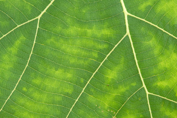 close up green leaf texture