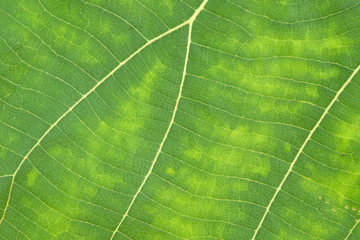 close up green leaf texture