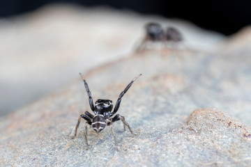 Pair of mating Omodeus sp., dancing. A tiny black and white striped ant-eating jumping spider.