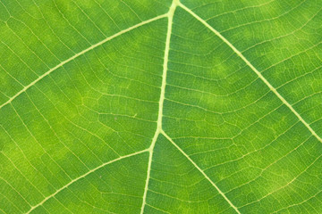 close up green leaf texture