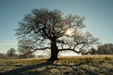 Fototapeta na wymiar Sunshine through the old oak tree.