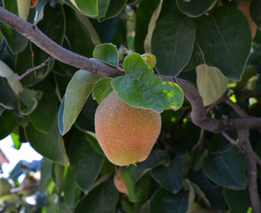 raw quince in the garden