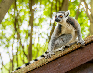 The clever ring-tailed lemur in a wildlife park