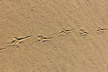 Sand texture with bird traces. Summer abstract background.