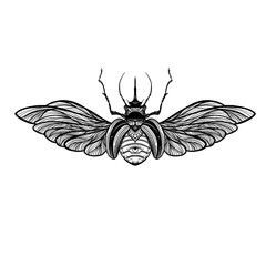 Beetle bug tattoo drawing. Scarab bug illustration