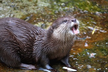 otter