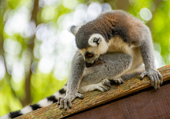 The clever ring-tailed lemur in a wildlife park