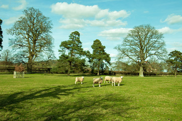 Fototapeta na wymiar Sheep grazing in a summer meadow.