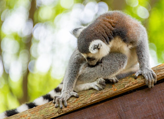 The clever ring-tailed lemur in a wildlife park