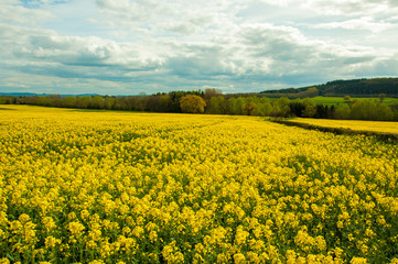 Obraz premium Yellow canola flowers in the British summertime, 