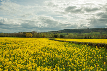 Fototapeta premium Yellow canola flowers in the British summertime, 