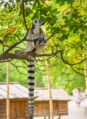 The clever ring-tailed lemur in a wildlife park