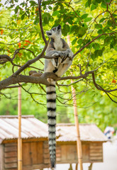 The clever ring-tailed lemur in a wildlife park