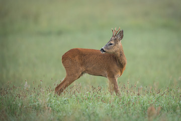 Roebuck - buck (Capreolus capreolus) Roe deer - goat