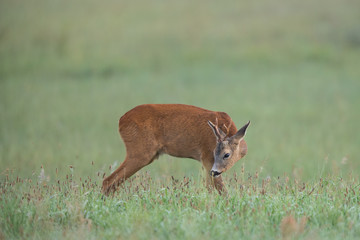 Roebuck - buck (Capreolus capreolus) Roe deer - goat