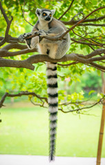 The clever ring-tailed lemur in a wildlife park