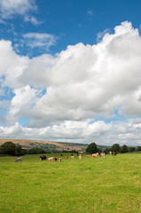 Obraz premium Cattle grazing near Hergest ridge, Herefordshire, United Kingdom.