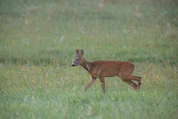 Roebuck - buck (Capreolus capreolus) Roe deer - goat