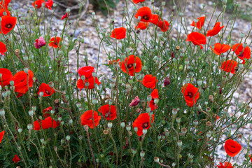 Obraz premium Blooming poppy flowers