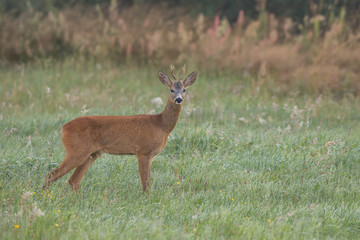 Roebuck - buck (Capreolus capreolus) Roe deer - goat
