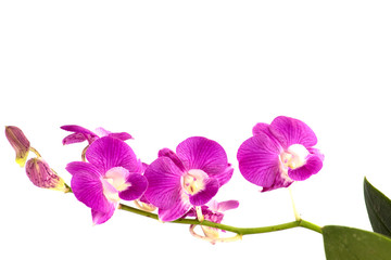 Fototapeta na wymiar dendrobium orchids violet on white background