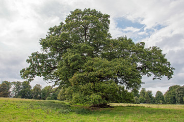 Old oak tree in an England meadow.