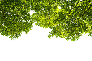 Green leaves, young leaves and branches on the White Blackground