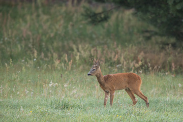 Roebuck - buck (Capreolus capreolus) Roe deer - goat