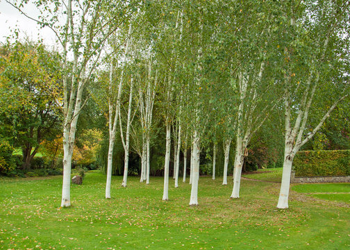 Silver birch trees in the countryside.