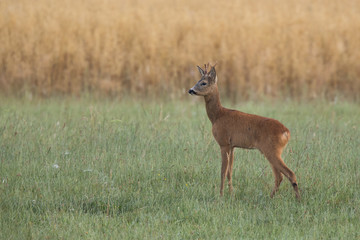 Roebuck - buck (Capreolus capreolus) Roe deer - goat