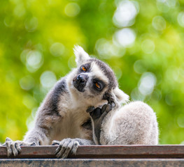Obraz premium The clever ring-tailed lemur in a wildlife park