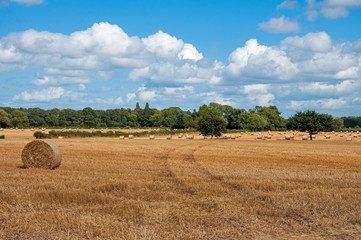 Straw bales in a summer meadow,