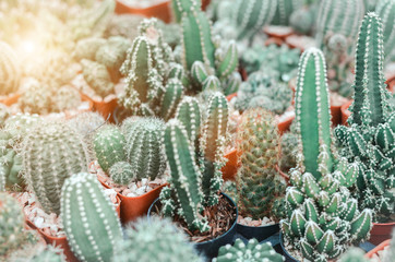 Cactus in the backyard