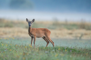 Roebuck - buck (Capreolus capreolus) Roe deer - goat