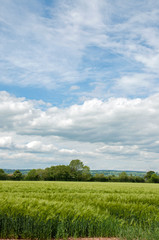 Wheat fields in the English countryside.