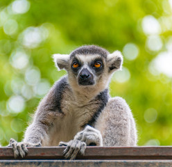 The clever ring-tailed lemur in a wildlife park