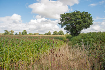 Obraz premium Summertime crops in the countryside.