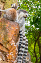 The clever ring-tailed lemur in a wildlife park
