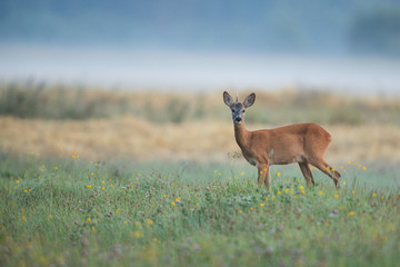 Roebuck - buck (Capreolus capreolus) Roe deer - goat