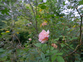 real wild roses attract real fast insects