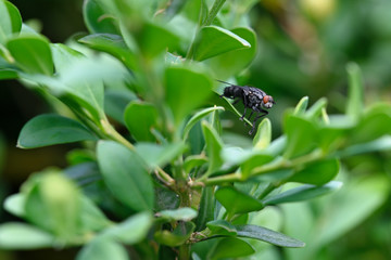Black fly outdoors on green leaf.