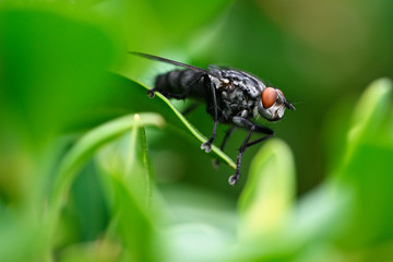 Black fly outdoors on green leaf.